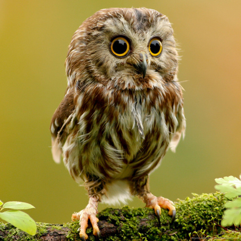 Download Cute Little Owl Wallpaper For iPad