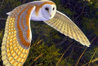 flying-owl-beautiful.jpg