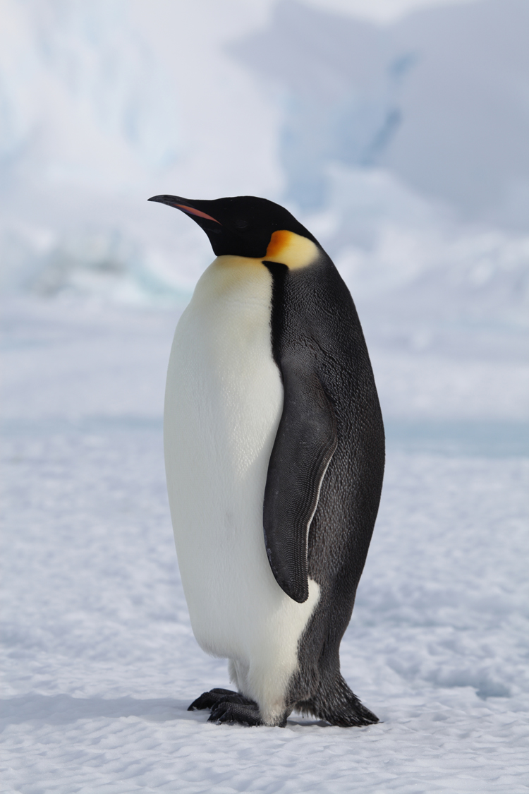 Melting Sea Ice Threatens Emperor Penguins, Study Finds : Woods ...