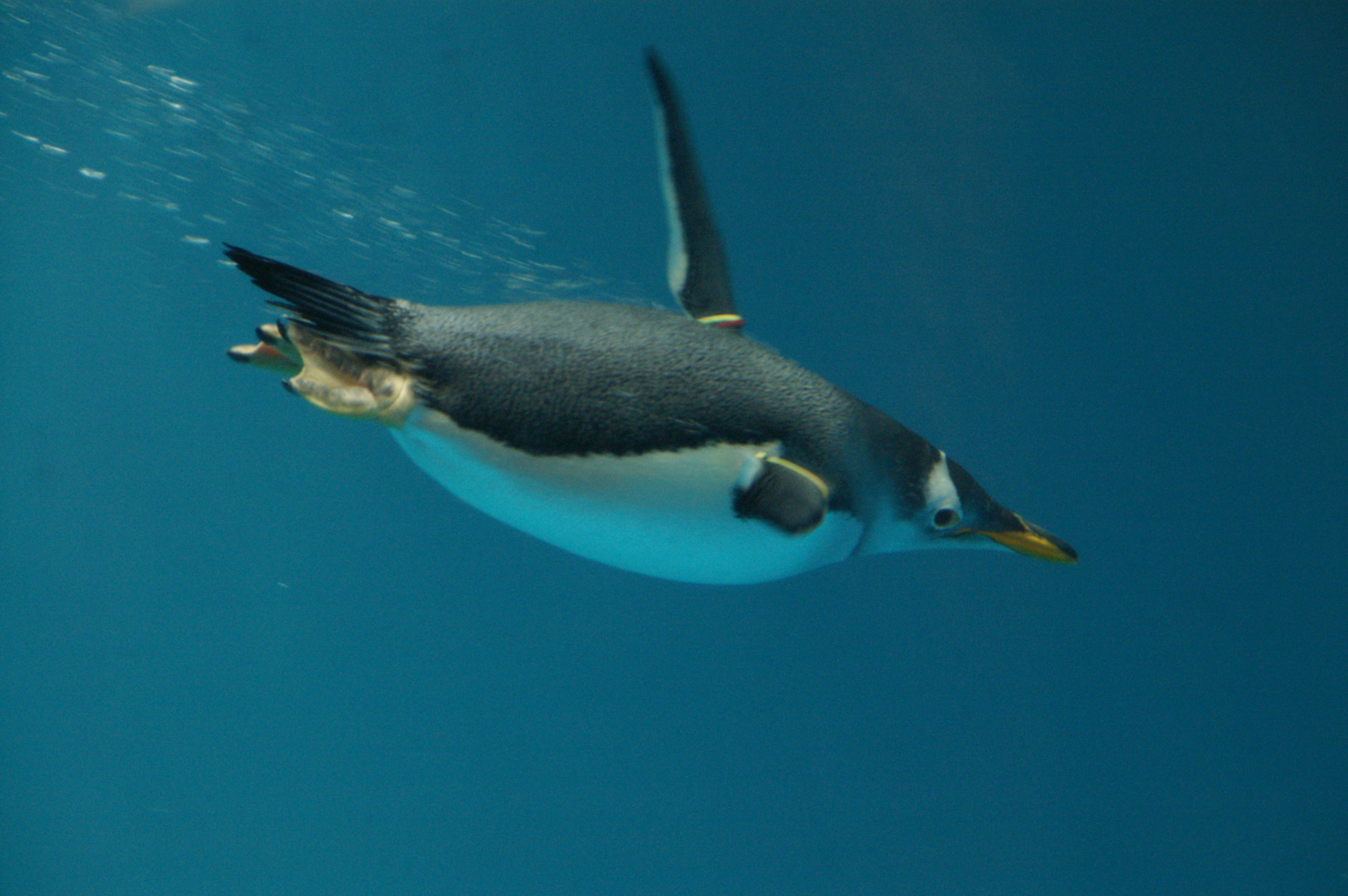 Blendspace | A Penguins