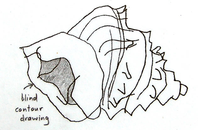 blind-contour-drawing-shell_0.jpg