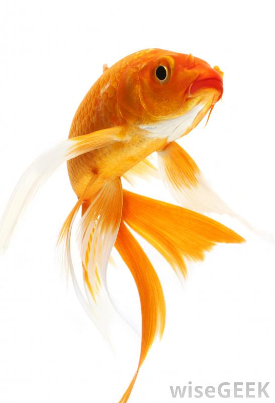 What is a Goldfish? (with picture)