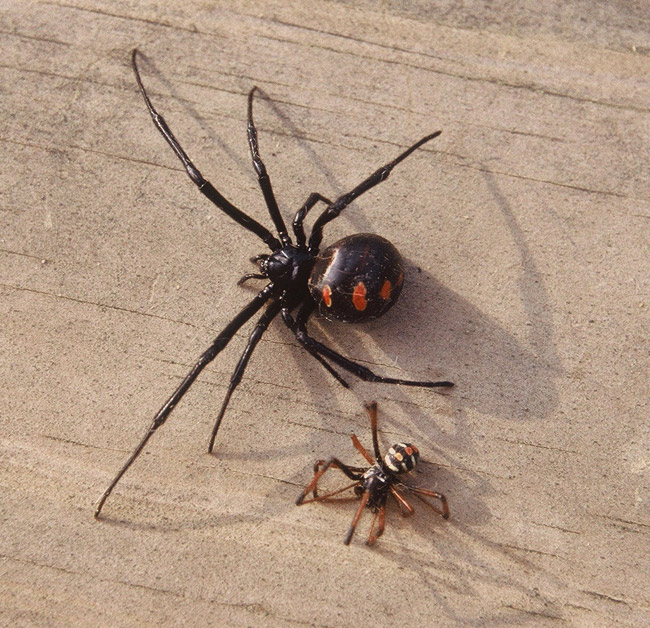 Black Widow Spiders - Encyclopedia of Arkansas