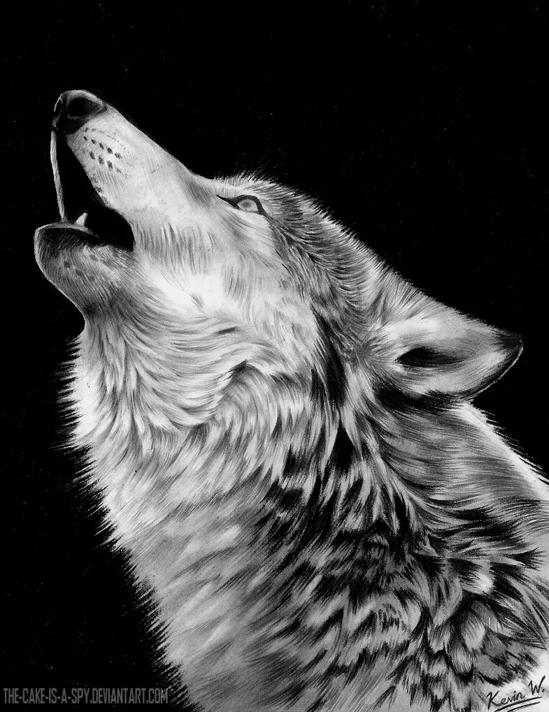 Awesome Wolf Howling - Amazing Wolves Photo (36715679) - Fanpop