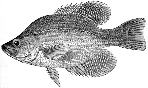 Crappie Drawings Related Keywords & Suggestions - Crappie Drawings ...