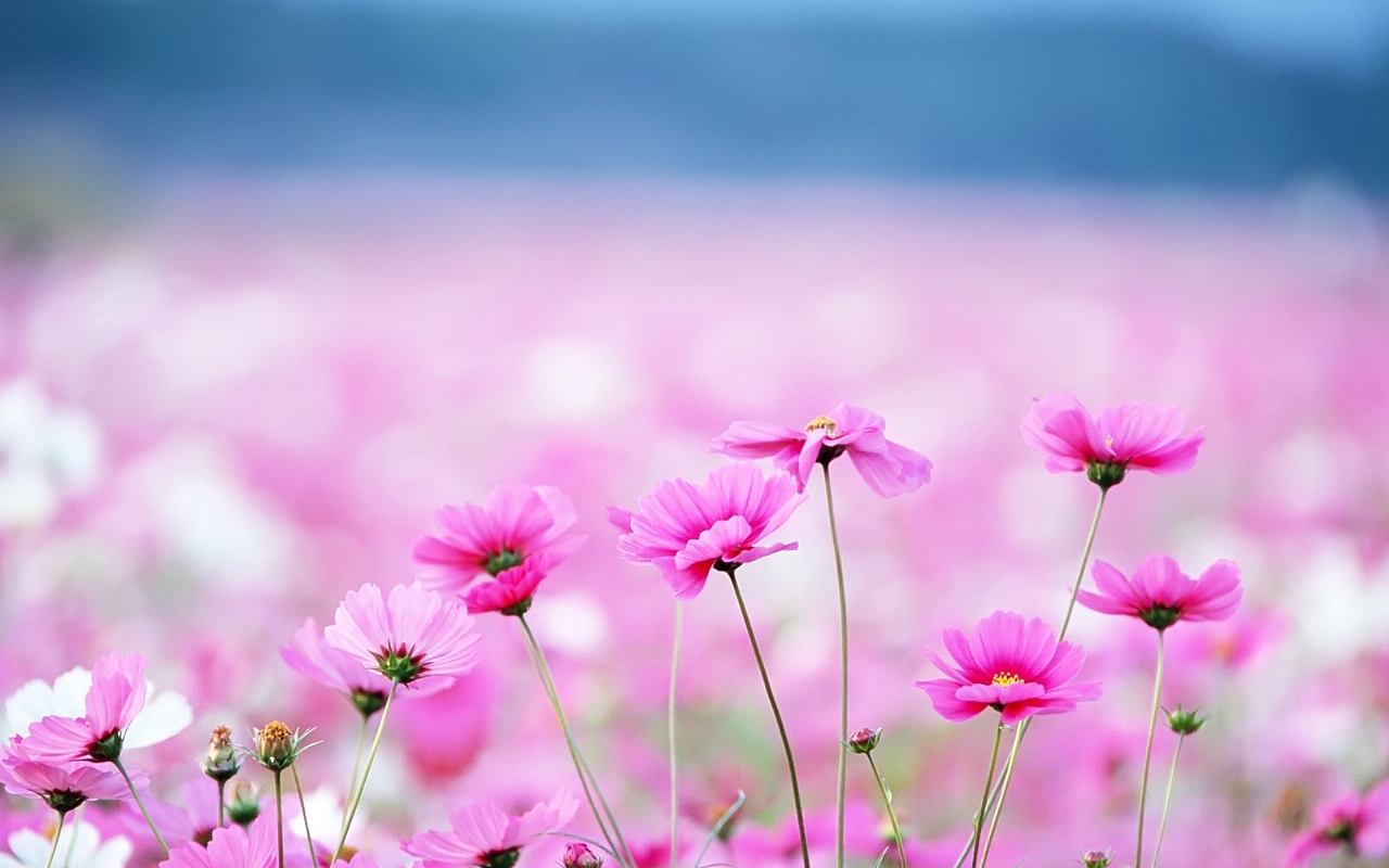 Pink Flower Wallpapers #6892917