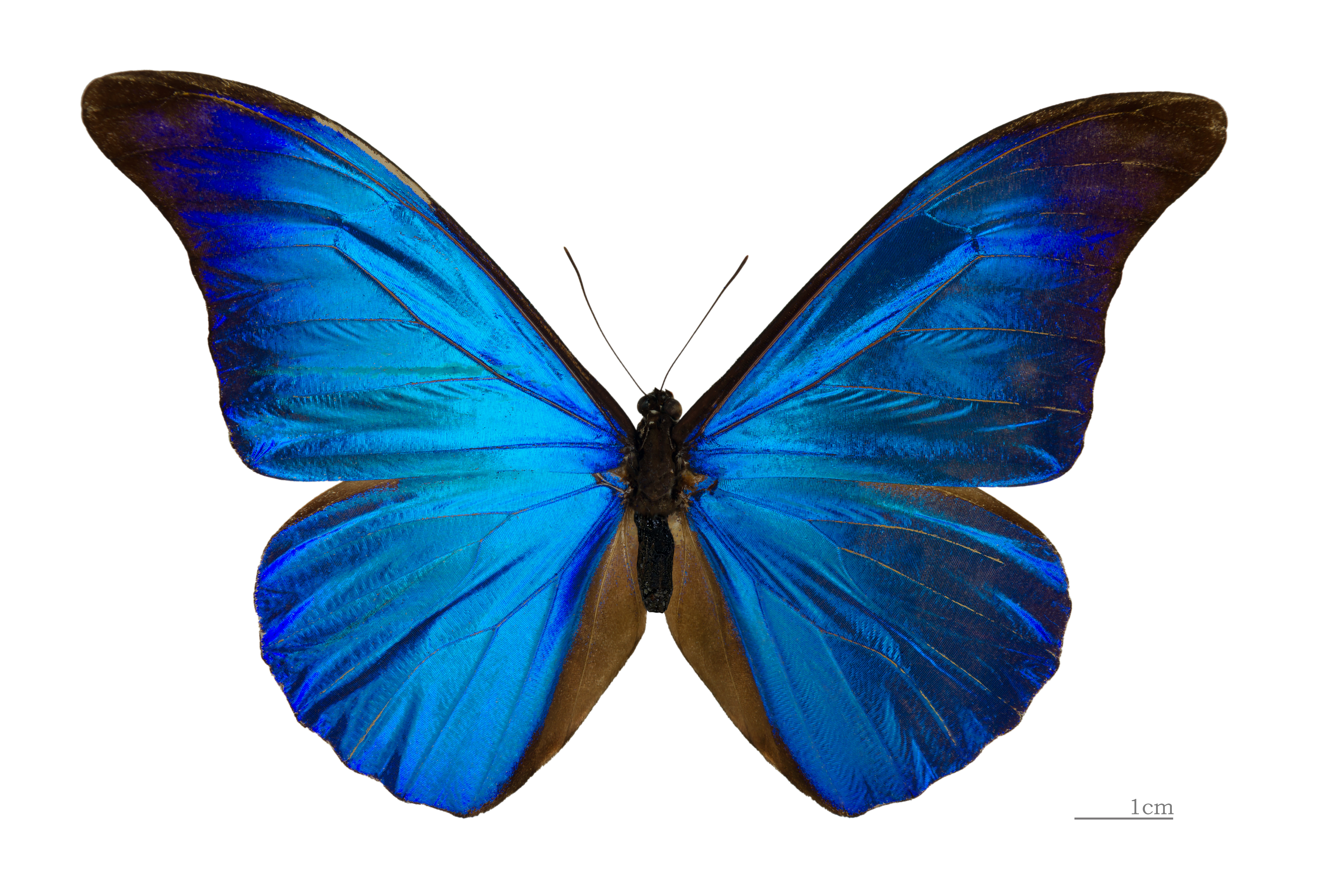 Blue Butterfly Images Free - ClipArt Best