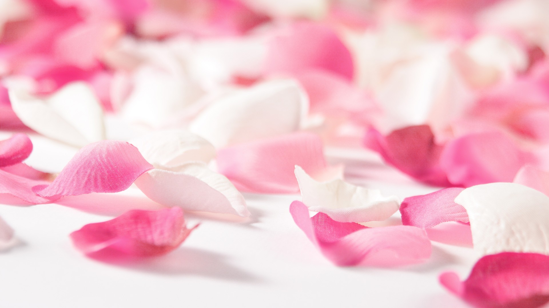 pink flower images and wallpapers Download
