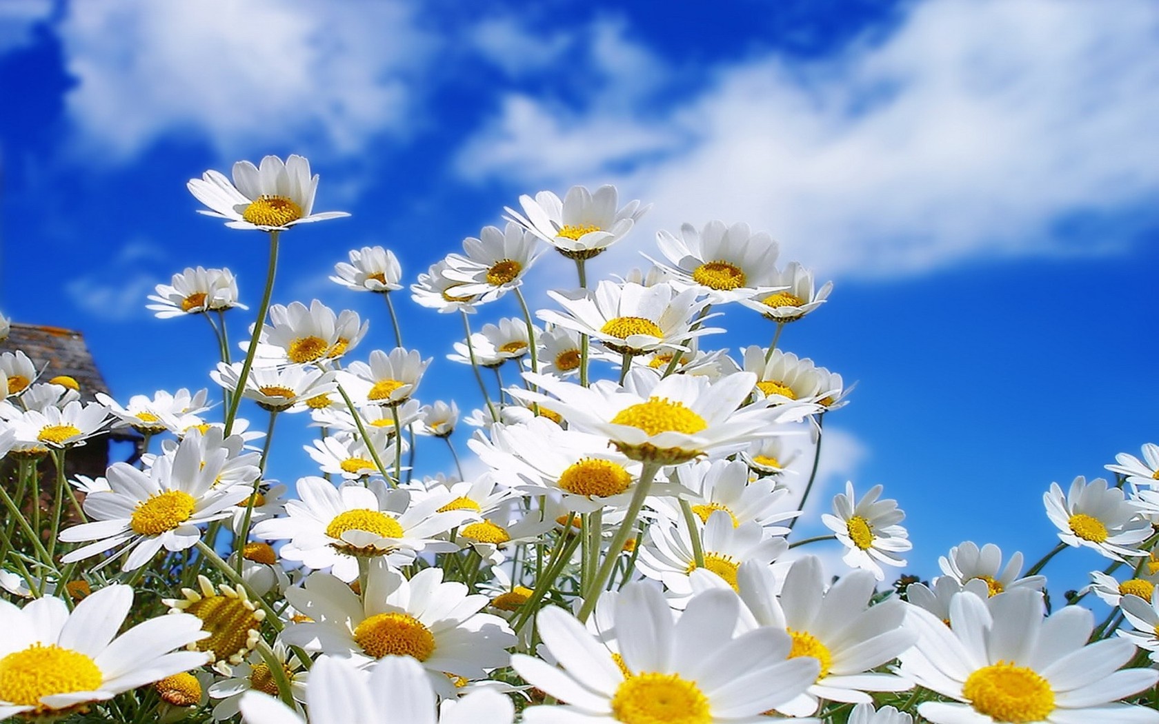 Image gallery for : daisies wallpaper