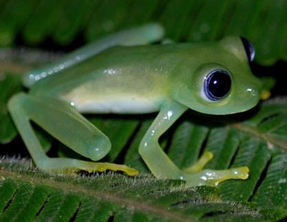 Glass Frogs - The See-through Frogs | Animal Pictures and Facts ...