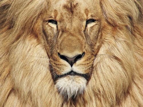 A burning / old lion face high / in a cornflower sky, – Sunflower ...