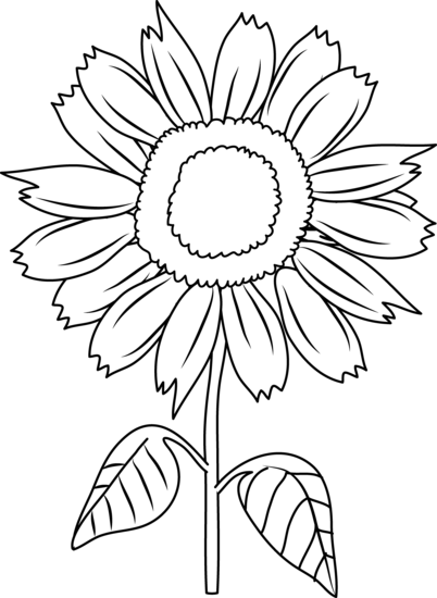 Unlabeled Flower Diagram - ClipArt Best