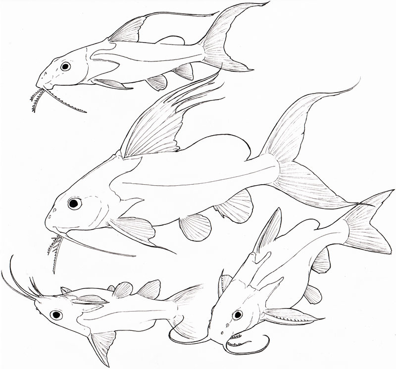 Catfish Blues by Eurwentala on DeviantArt