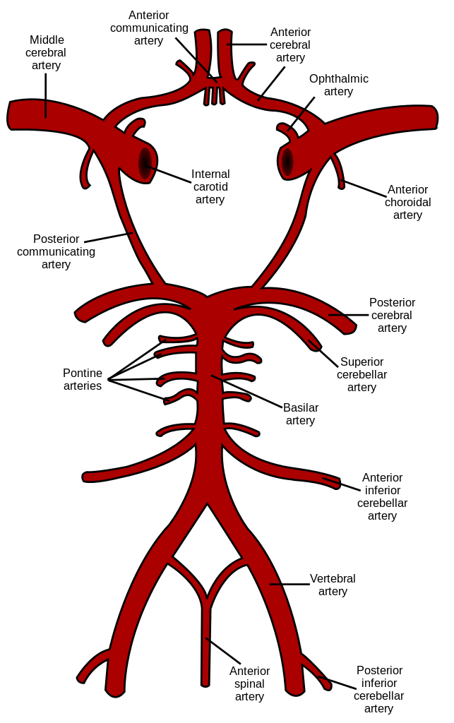 File:Circle of Willis en.svg - Wikimedia Commons