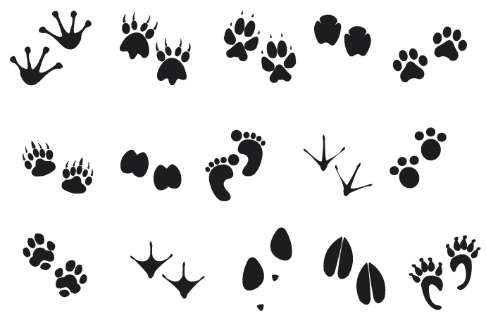Human Animal Footprints Free Vector | 123Freevectors