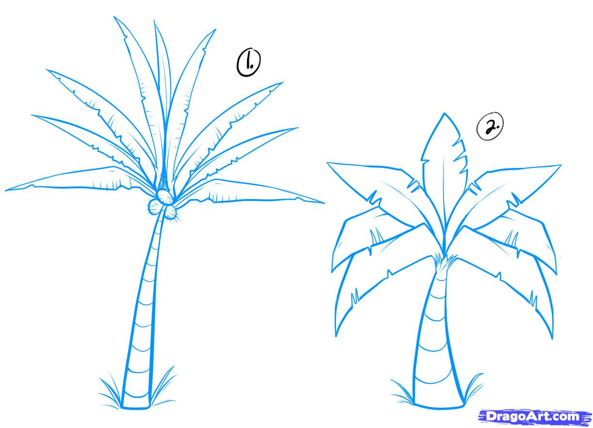 How to Draw Palm Trees, Step by Step, Trees, Pop Culture, FREE ...