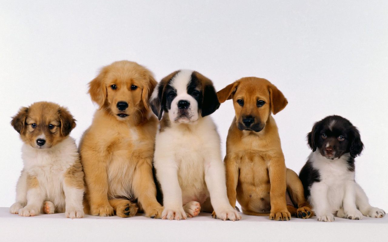 PAWSitively Puppies