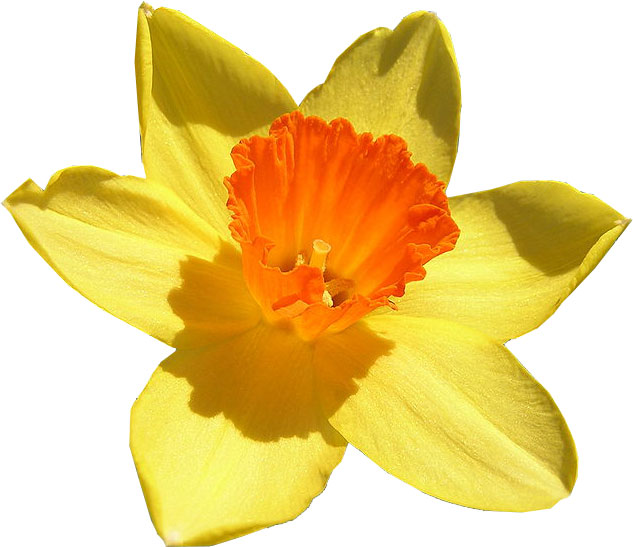 Poem Writing Process: "Elegy for a Daffodil" by Renee M. LaTulippe ...