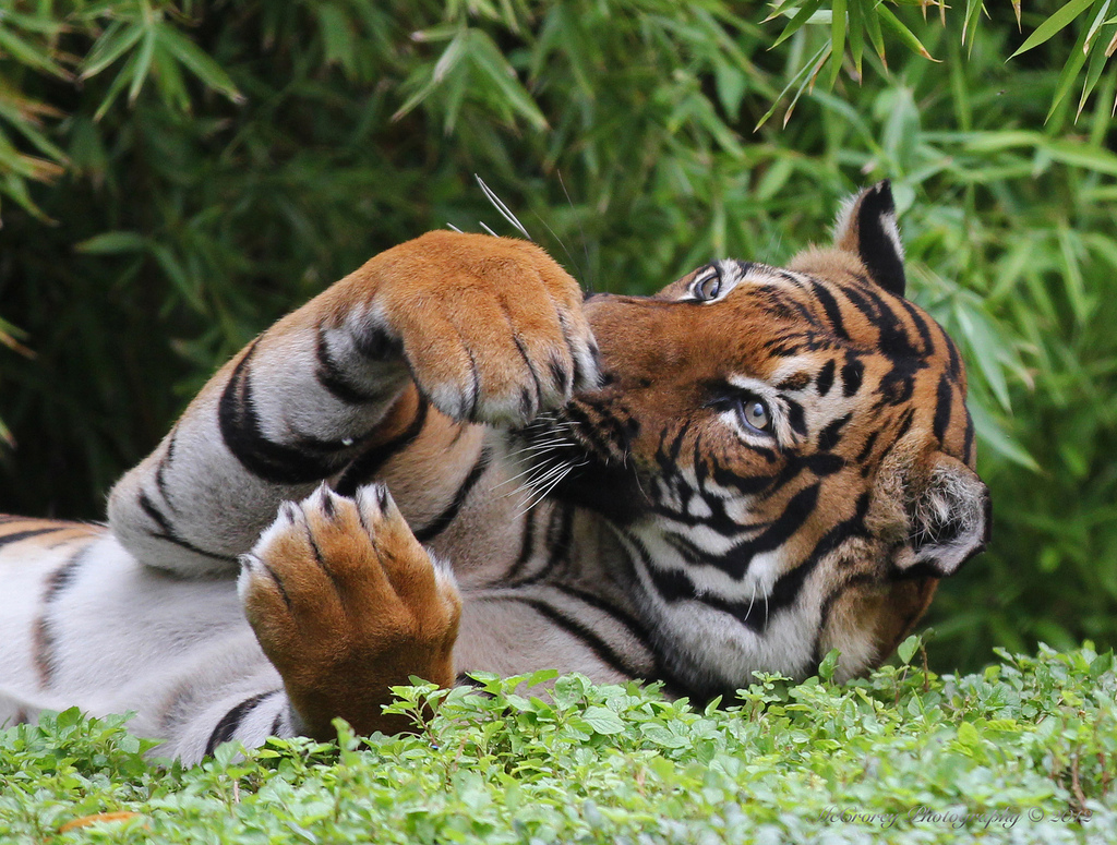 Tiger Paws | Flickr - Photo Sharing!