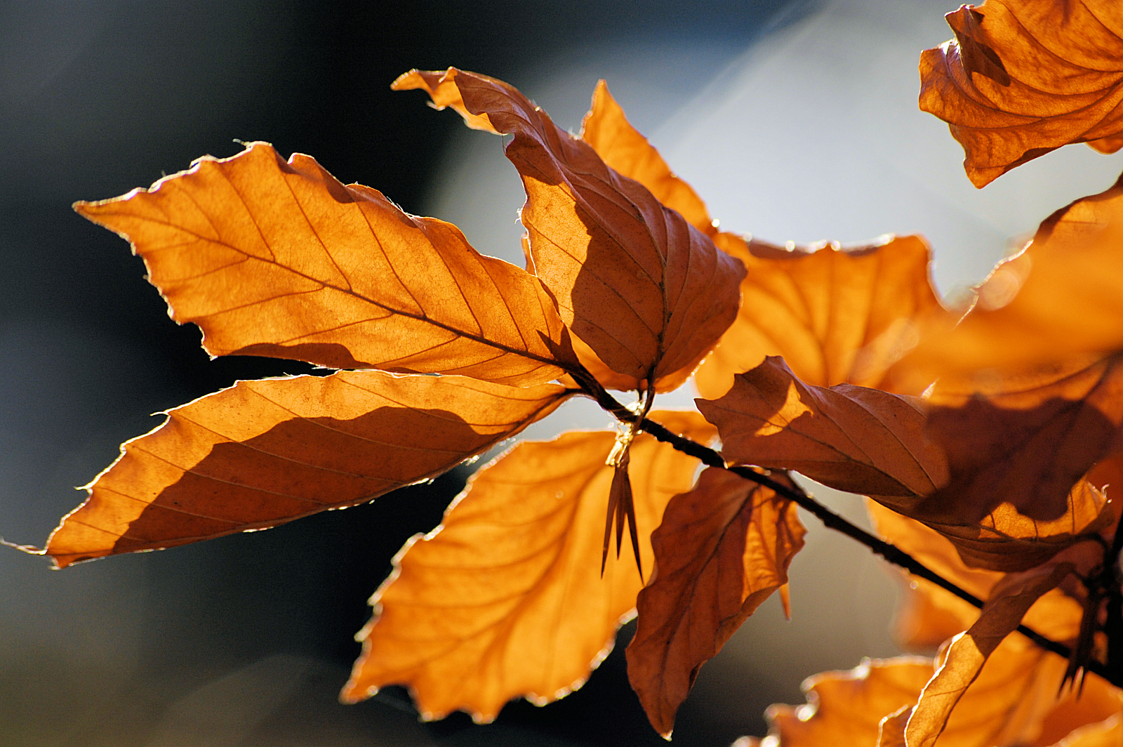 File:Autumn leaves sceenario.jpg - Wikimedia Commons