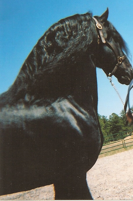 HORSES Health - Black / Dark brown Horses | For The Outdoor ...