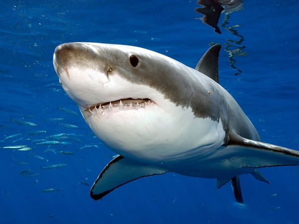 What is the Reason of Increasing Shark Attacks in North Carolina ...