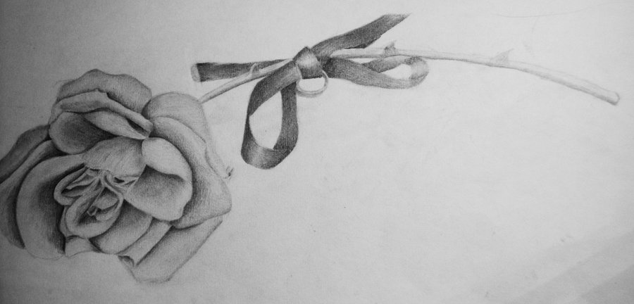 Rose And Ribbon Drawings - Gallery
