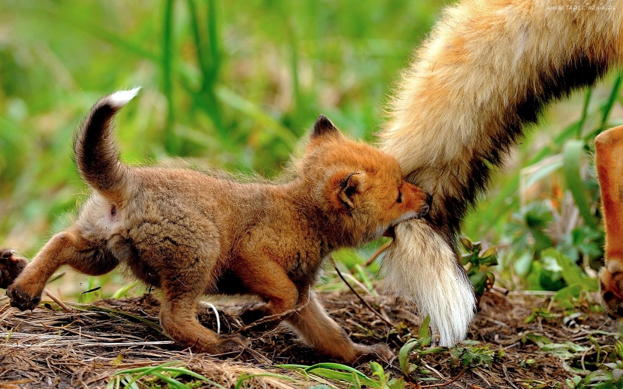 Little fox - Teh Cute