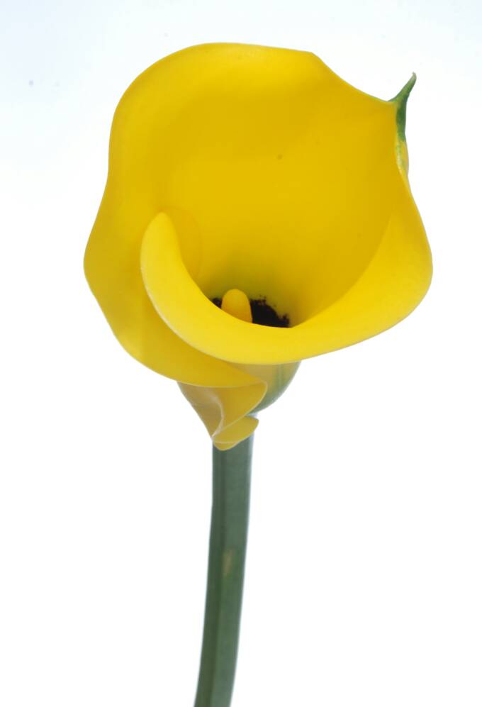 CALLAS,CALLAS FOR WEDDINGS, PERLA FARMS CALLAS,WEDDING CALLAS