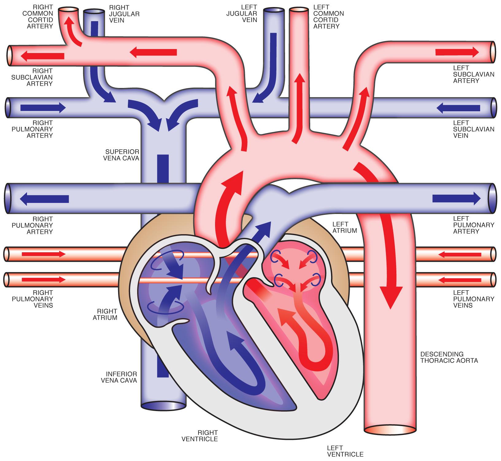 Images For > Heart Diagram