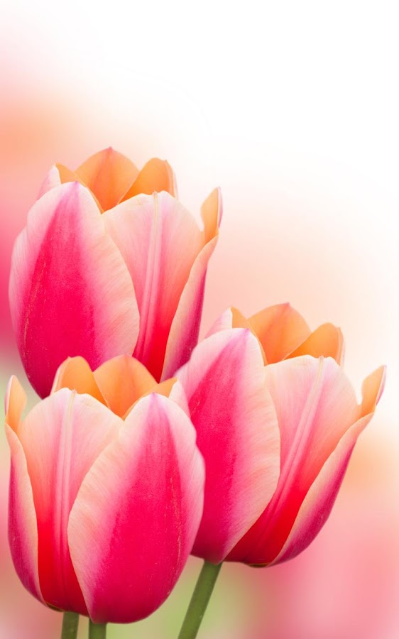 Flowers Live Wallpaper - Android Apps on Google Play