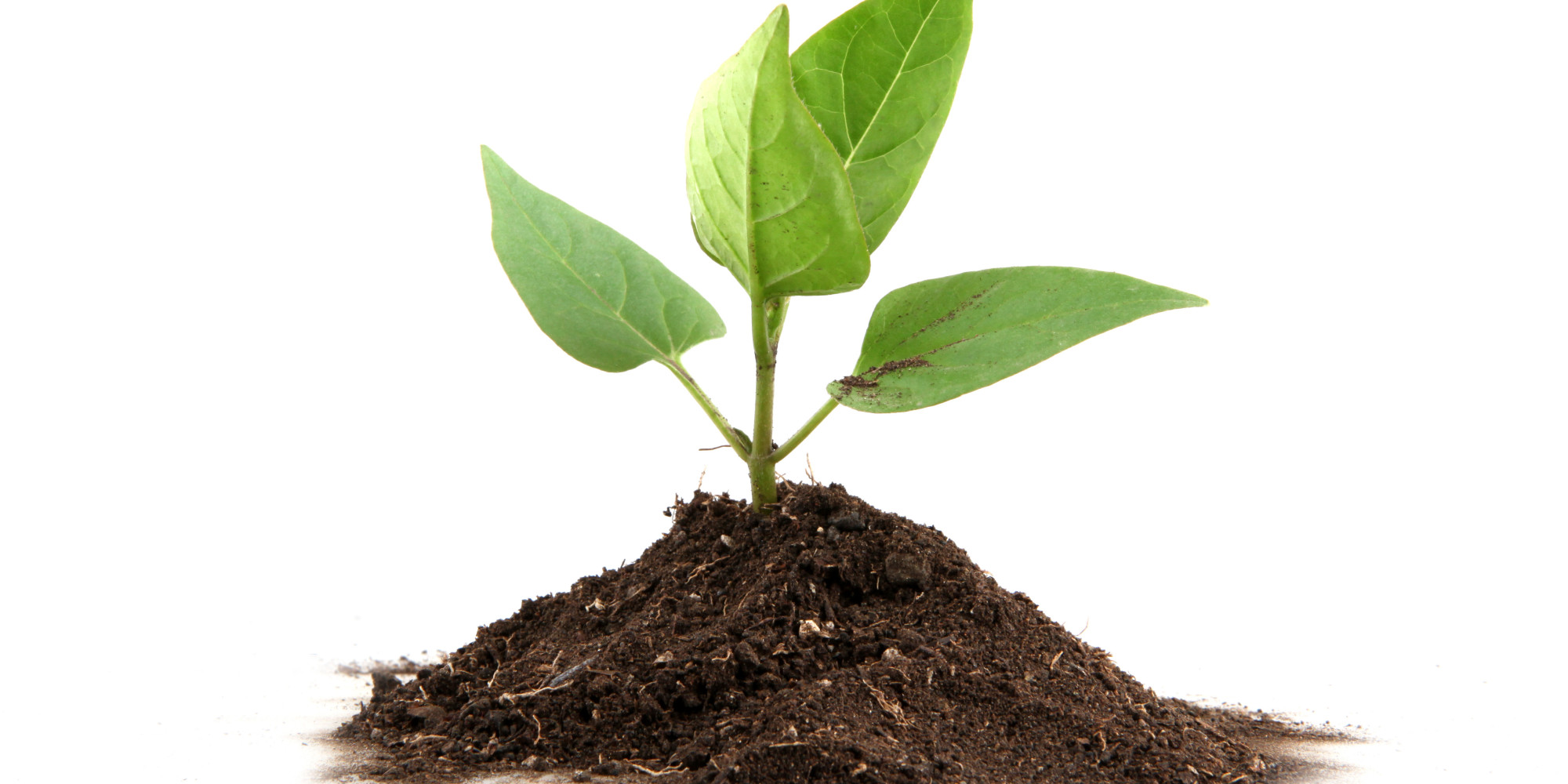 Talk To A Plant: New Web Experiment Tests Myth That Plants Grow ...