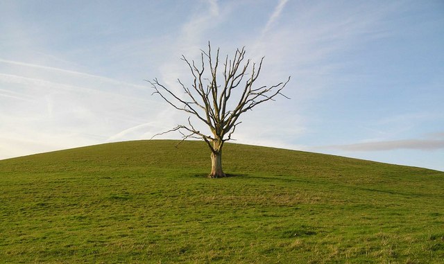 File:Bare tree on Lye Hill - geograph.org.uk - 616052.jpg ...