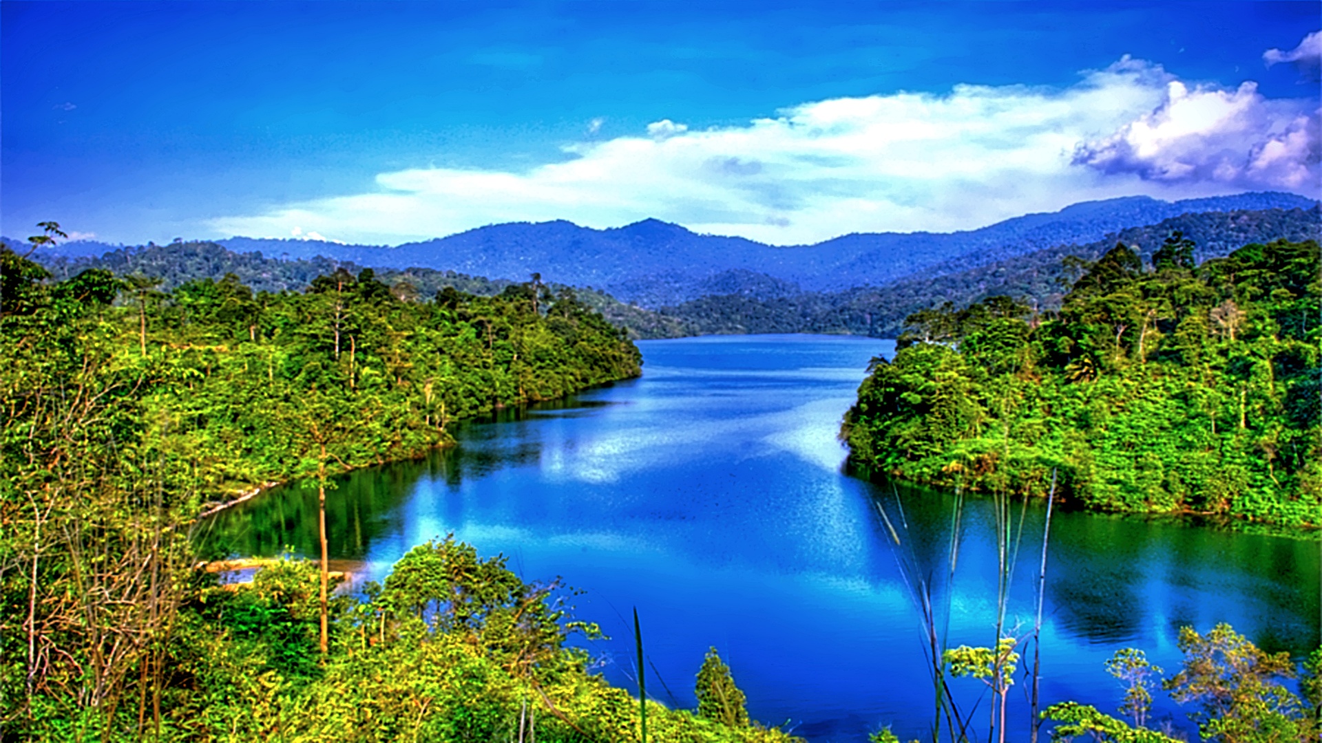 Beautiful River Forest #7005180