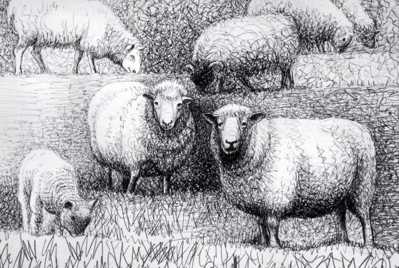 Henry Moore Sheep Drawing 4 - Pictify - your social art network