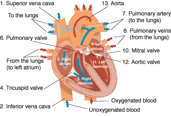Weakened Circulatory System | SafranTherapies… &… the Complexities ...