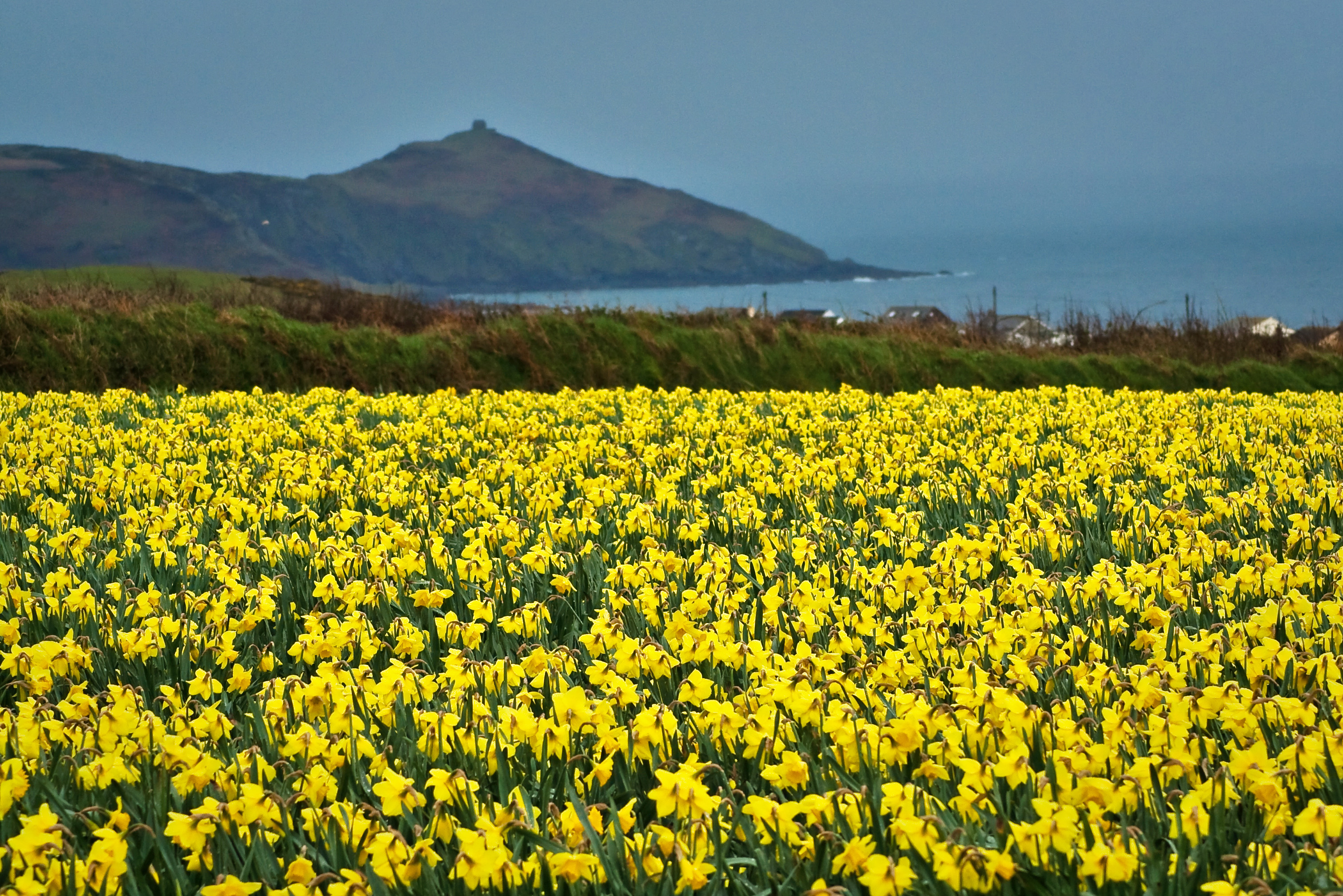 File:Cornwall Daffodils.jpg - Wikimedia Commons