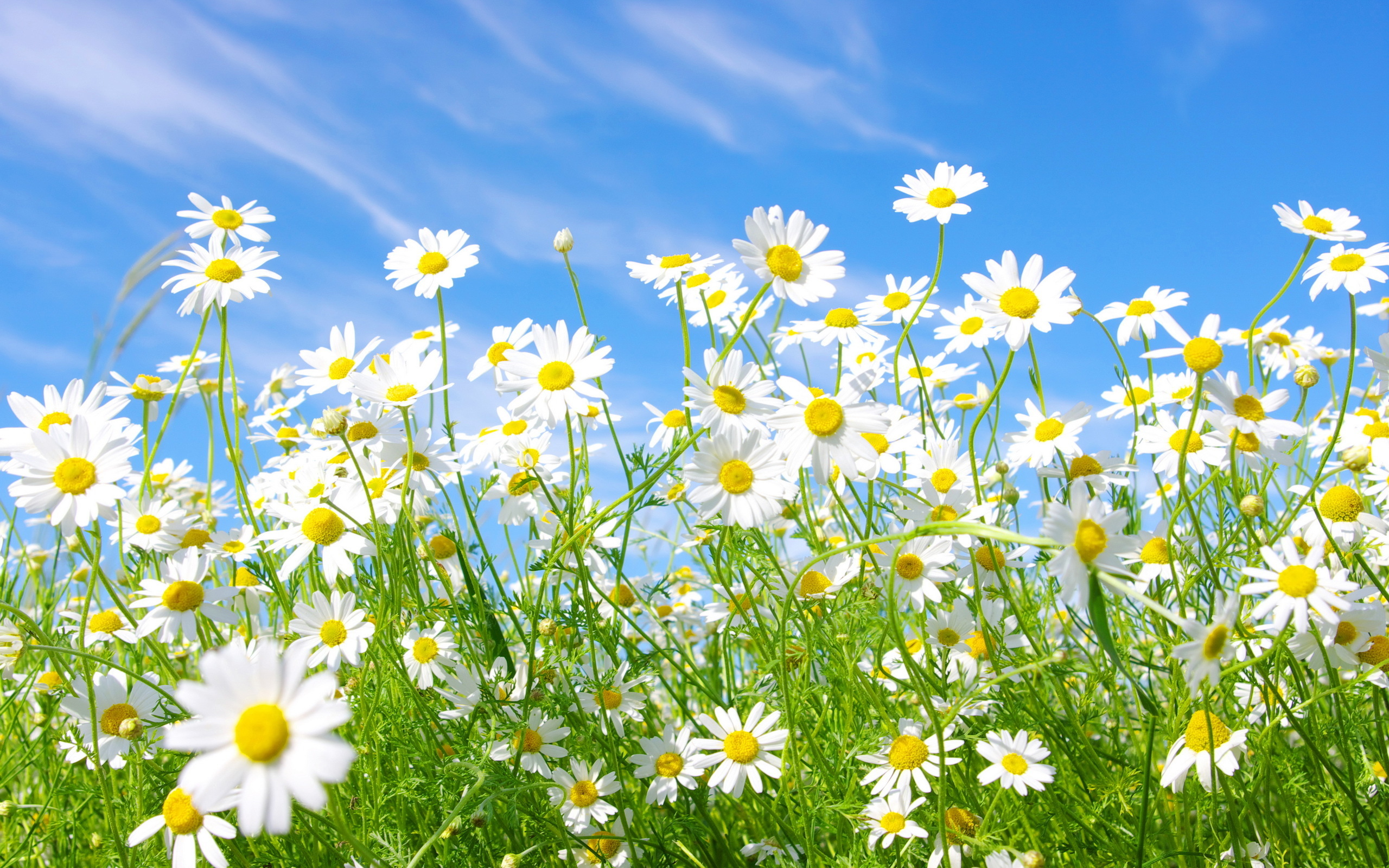 Daisies Meadow #6994892