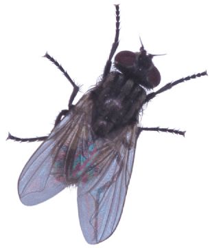 The bacterium, the fly and the sugar bowl | Finding the li