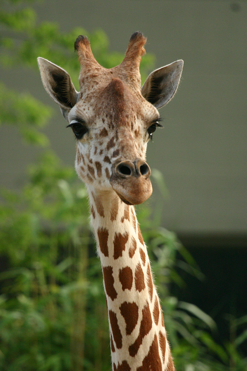 Animals | Birmingham Zoo
