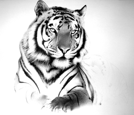 black-and-white-tiger-tattoo- ...