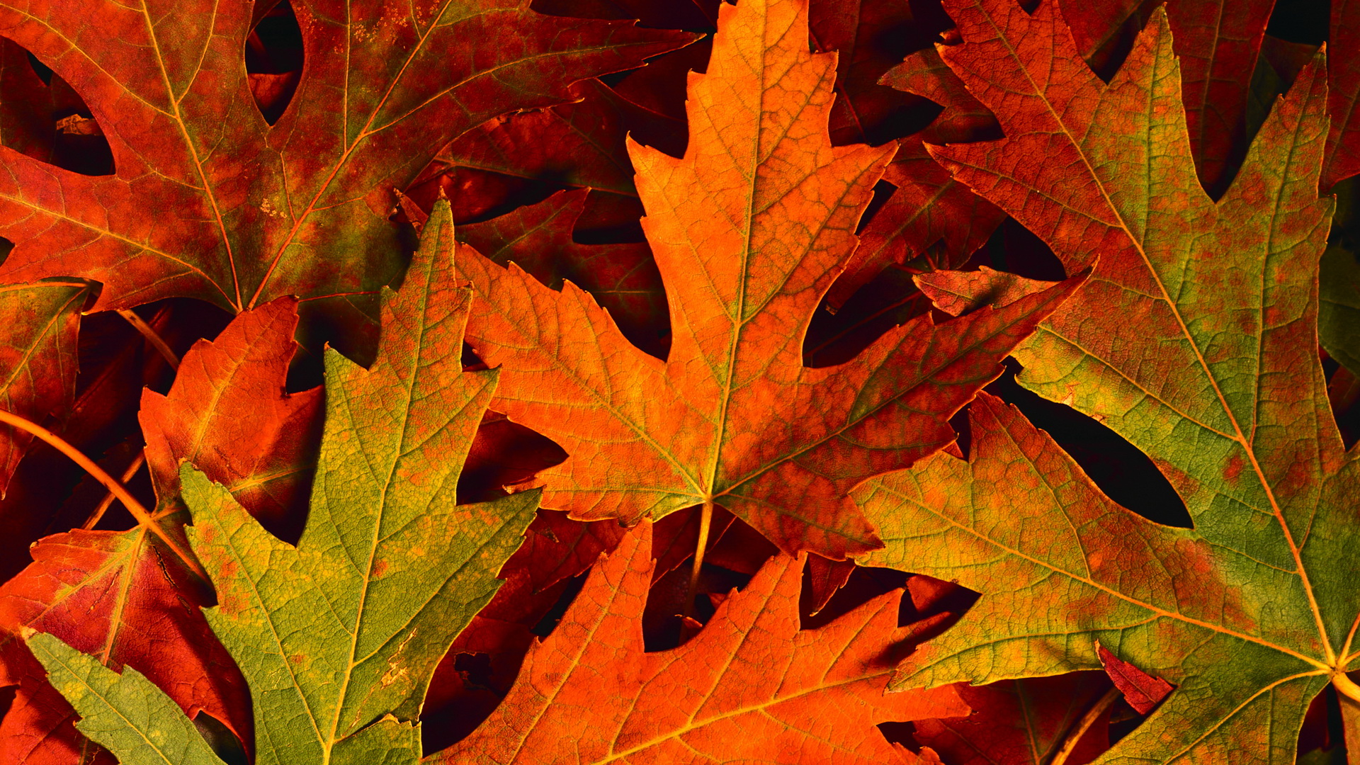Autumn | Lima Family Farms