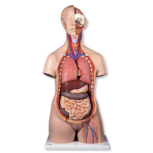 Anatomy Of The Body Internal Organs