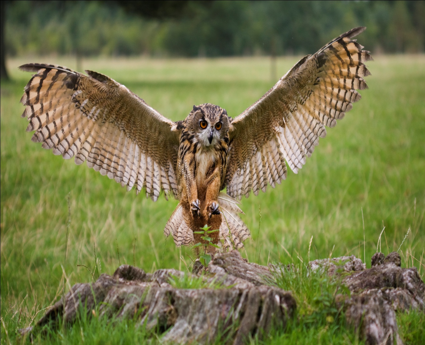 Owl Facts For Kids | Owl Habitat & Diet