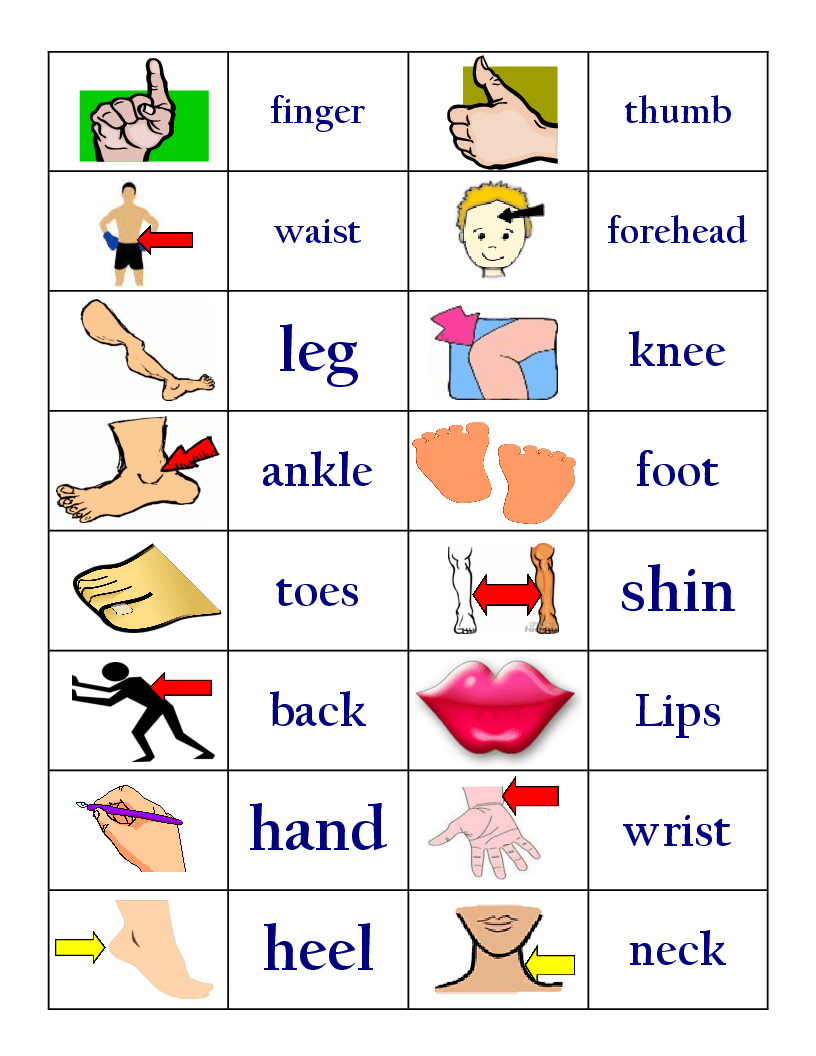 Toes транскрипция. Parts of the body карточки. Части тела на английском для детей. Части тела на английском карточки. Карточки с частями тела на английском языке.