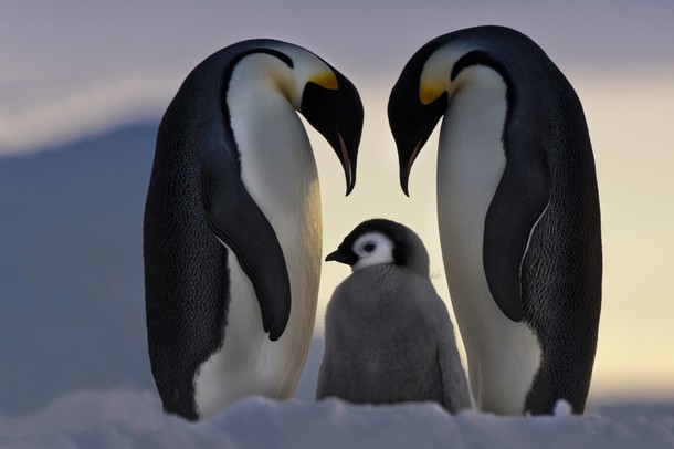 penguins by jordin - ThingLink