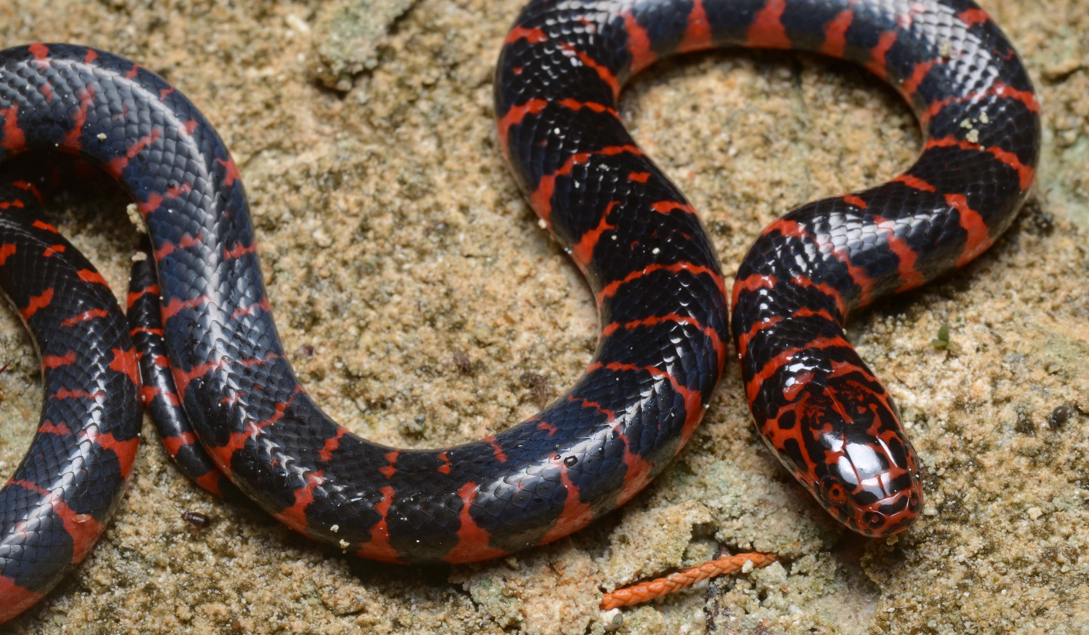 File:Flickr - ggallice - Eastern mud snake.jpg - Wikimedia Commons