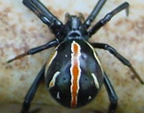 Black Widow Spider (Latrodectus) - Animals - A-Z Animals - Animal ...