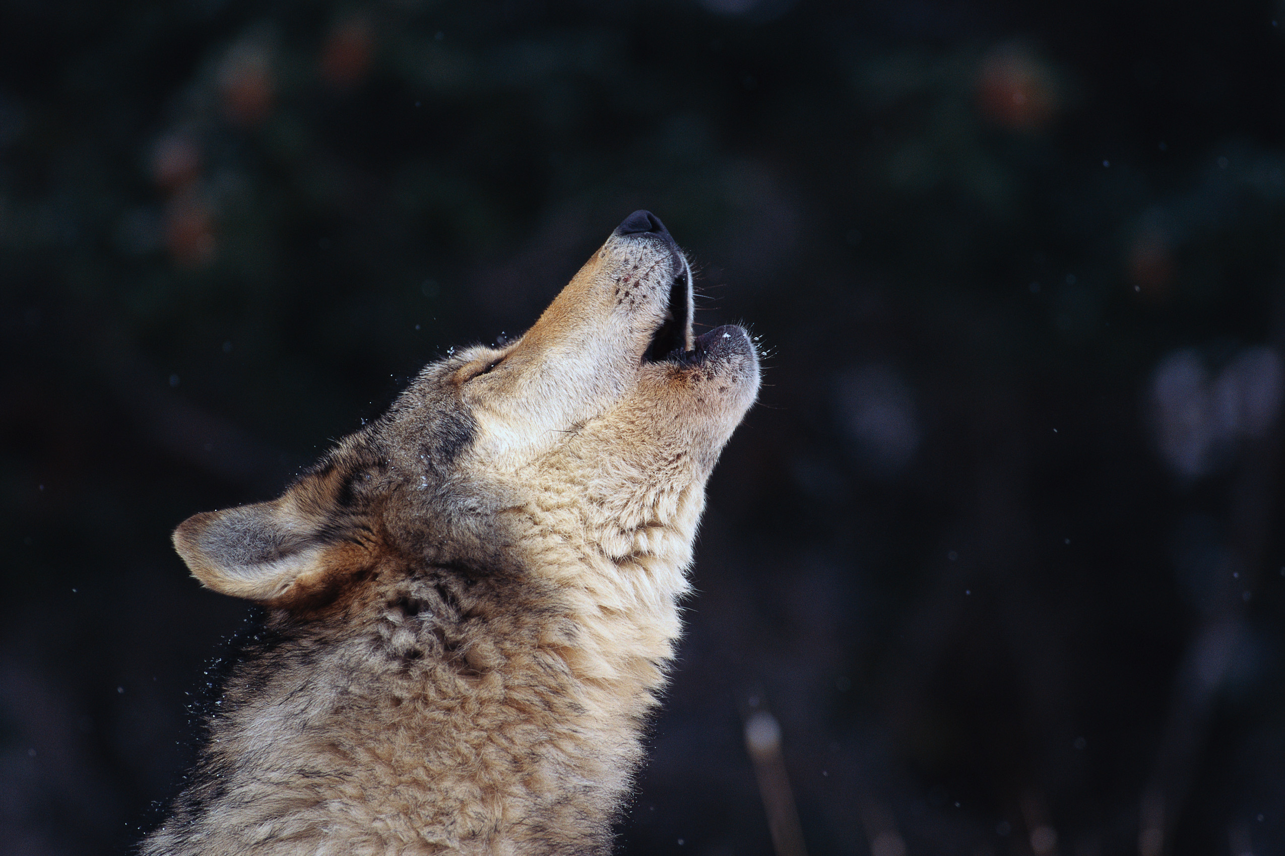 desktop-hd-howling-wolf-pics.jpg