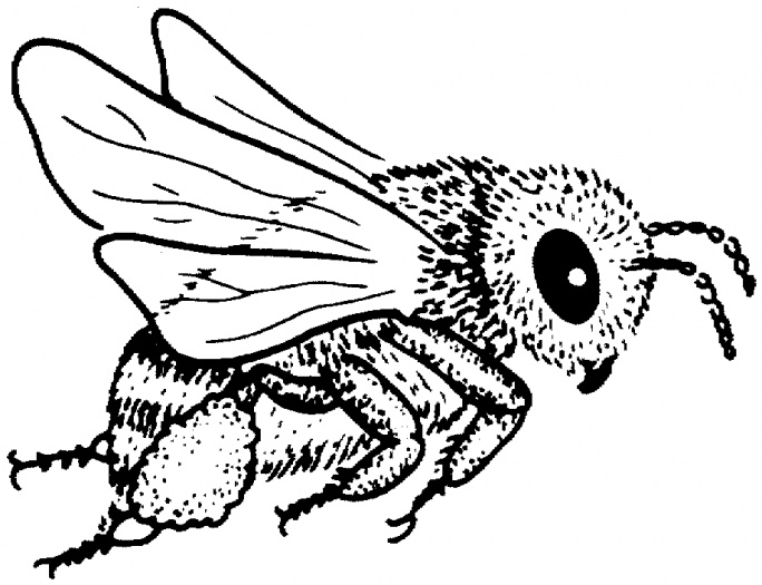Printable Bee Coloring Pages - Animal